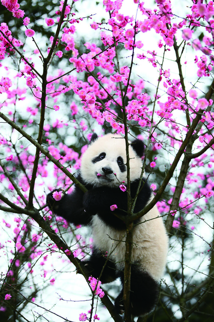 Once Endangered, Now Vulnerable: A New Book Celebrates China’s Giant Panda Comeback (12 Pics) Once Endangered, Now Vulnerable: A New Book Celebrates China’s Giant Panda Comeback (12 Pics)