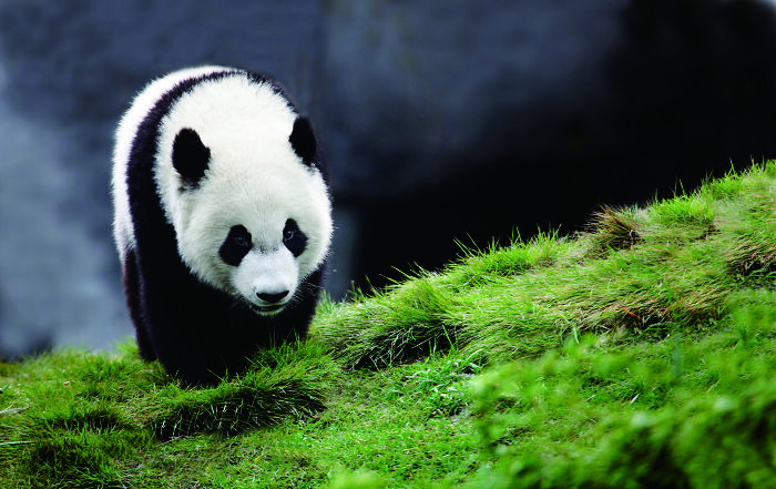 Once Endangered, Now Vulnerable: A New Book Celebrates China’s Giant Panda Comeback (12 Pics) Once Endangered, Now Vulnerable: A New Book Celebrates China’s Giant Panda Comeback (12 Pics)