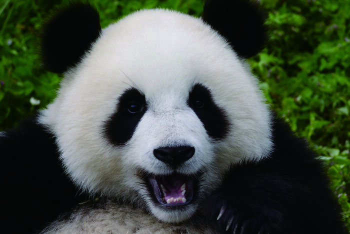 Once Endangered, Now Vulnerable: A New Book Celebrates China’s Giant Panda Comeback (12 Pics) Once Endangered, Now Vulnerable: A New Book Celebrates China’s Giant Panda Comeback (12 Pics)