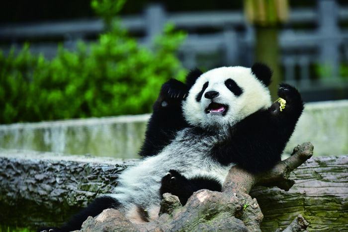 Once Endangered, Now Vulnerable: A New Book Celebrates China’s Giant Panda Comeback (12 Pics) Once Endangered, Now Vulnerable: A New Book Celebrates China’s Giant Panda Comeback (12 Pics)