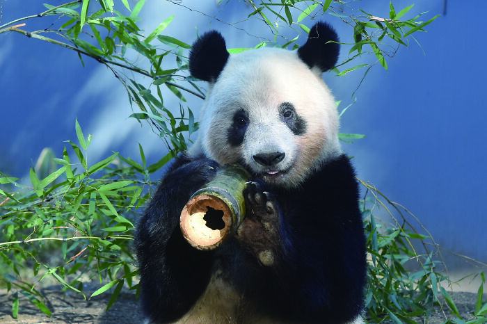 Once Endangered, Now Vulnerable: A New Book Celebrates China’s Giant Panda Comeback (12 Pics) Once Endangered, Now Vulnerable: A New Book Celebrates China’s Giant Panda Comeback (12 Pics)