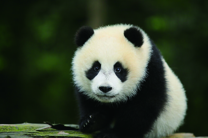 Once Endangered, Now Vulnerable: A New Book Celebrates China’s Giant Panda Comeback (12 Pics) Once Endangered, Now Vulnerable: A New Book Celebrates China’s Giant Panda Comeback (12 Pics)