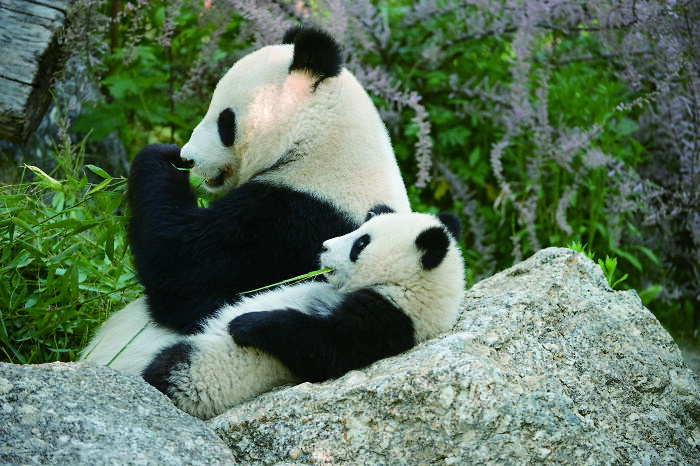 Once Endangered, Now Vulnerable: A New Book Celebrates China’s Giant Panda Comeback (12 Pics) Once Endangered, Now Vulnerable: A New Book Celebrates China’s Giant Panda Comeback (12 Pics)