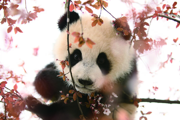 Once Endangered, Now Vulnerable: A New Book Celebrates China’s Giant Panda Comeback (12 Pics) Once Endangered, Now Vulnerable: A New Book Celebrates China’s Giant Panda Comeback (12 Pics)