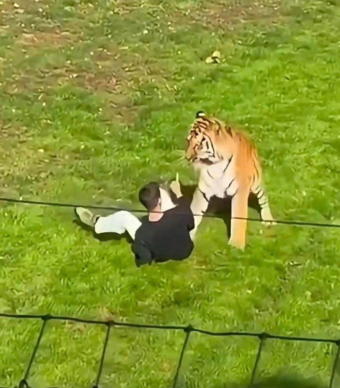 Chilling Posts From Mom Of Former Child Actor Who Entered Tiger Enclosure Raise Questions After Fatal Incident
