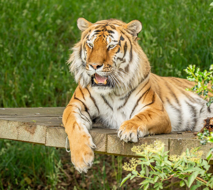 Chilling Posts From Mom Of Former Child Actor Who Entered Tiger Enclosure Raise Questions After Fatal Incident