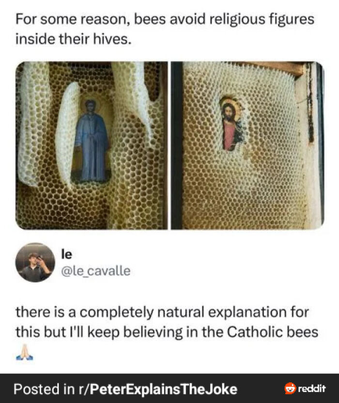 81 Amusing Sentences That Came Out Of Nowhere And Had People Raising Their Eyebrows (New Pics)