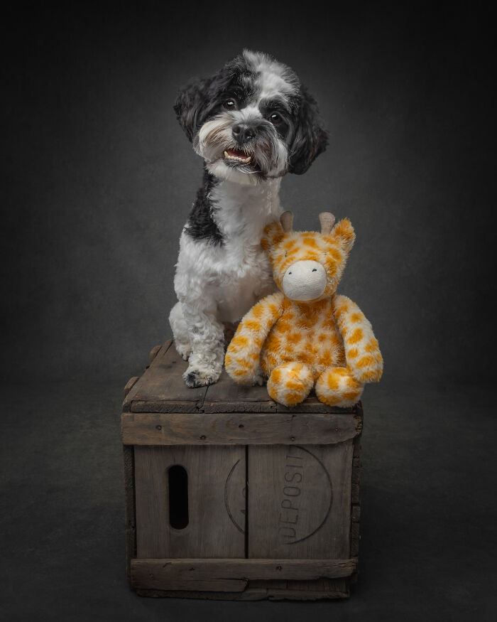“Who’s Your Doggy”: A Coffee Table Book By This Artist Celebrating Dogs And Their Big Personalities (22 New Pics) “Who’s Your Doggy”: A Coffee Table Book By This Artist Celebrating Dogs And Their Big Personalities (22 New Pics)