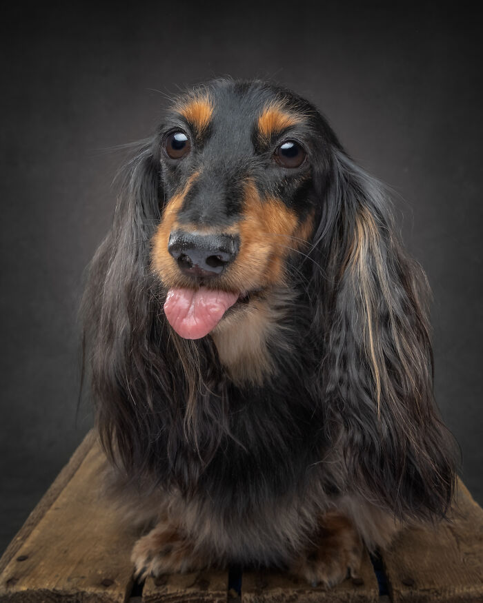“Who’s Your Doggy”: A Coffee Table Book By This Artist Celebrating Dogs And Their Big Personalities (22 New Pics) “Who’s Your Doggy”: A Coffee Table Book By This Artist Celebrating Dogs And Their Big Personalities (22 New Pics)