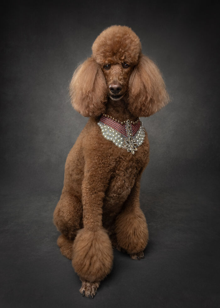 “Who’s Your Doggy”: A Coffee Table Book By This Artist Celebrating Dogs And Their Big Personalities (22 New Pics) “Who’s Your Doggy”: A Coffee Table Book By This Artist Celebrating Dogs And Their Big Personalities (22 New Pics)