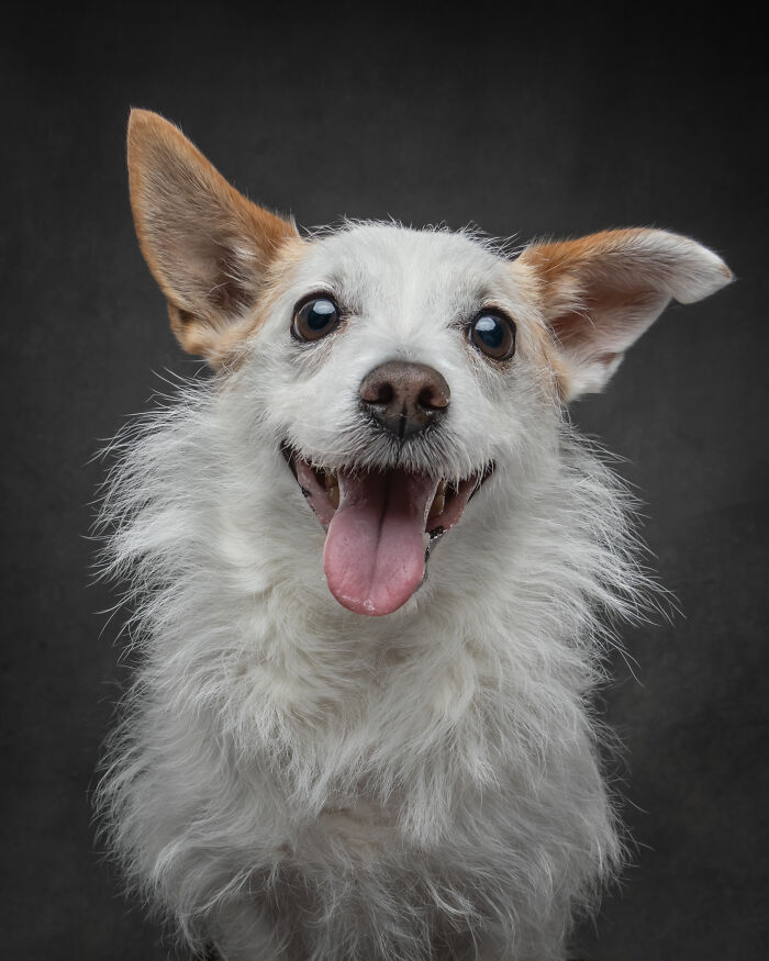 “Who’s Your Doggy”: A Coffee Table Book By This Artist Celebrating Dogs And Their Big Personalities (22 New Pics) “Who’s Your Doggy”: A Coffee Table Book By This Artist Celebrating Dogs And Their Big Personalities (22 New Pics)