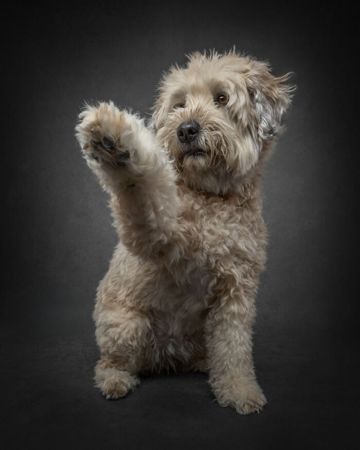 “Who’s Your Doggy”: A Coffee Table Book By This Artist Celebrating Dogs And Their Big Personalities (22 New Pics) “Who’s Your Doggy”: A Coffee Table Book By This Artist Celebrating Dogs And Their Big Personalities (22 New Pics)