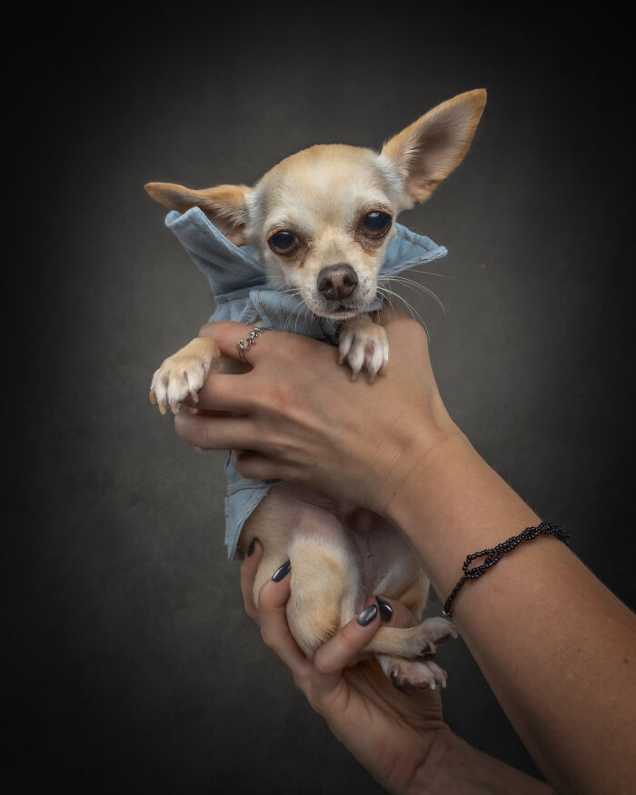 “Who’s Your Doggy”: A Coffee Table Book By This Artist Celebrating Dogs And Their Big Personalities (22 New Pics) “Who’s Your Doggy”: A Coffee Table Book By This Artist Celebrating Dogs And Their Big Personalities (22 New Pics)