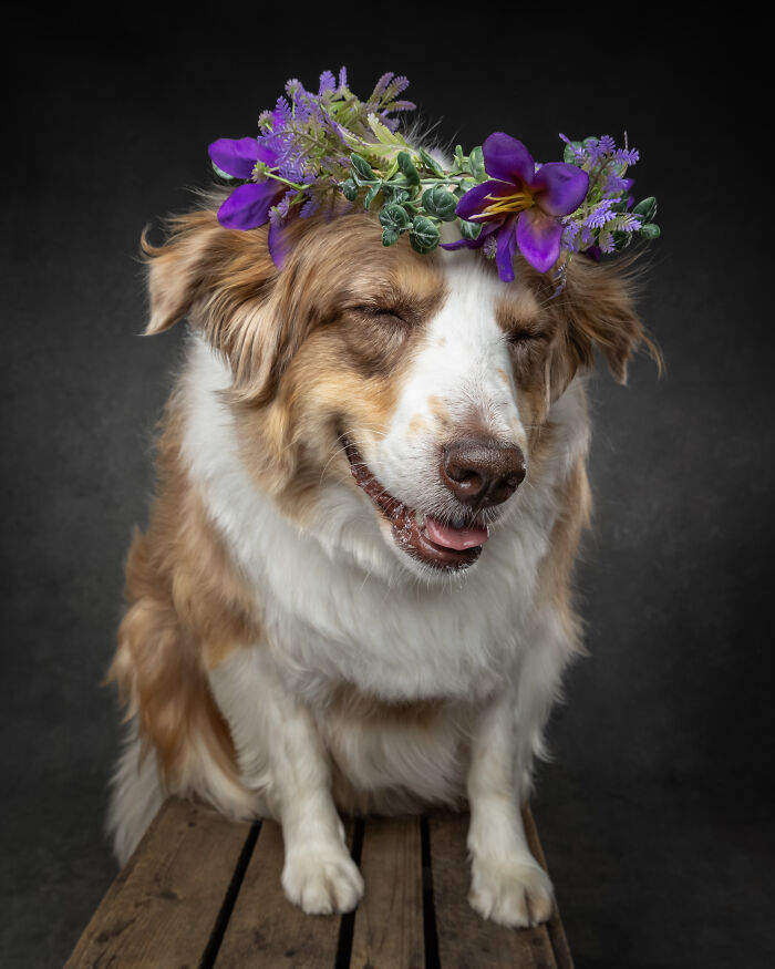 “Who’s Your Doggy”: A Coffee Table Book By This Artist Celebrating Dogs And Their Big Personalities (22 New Pics) “Who’s Your Doggy”: A Coffee Table Book By This Artist Celebrating Dogs And Their Big Personalities (22 New Pics)