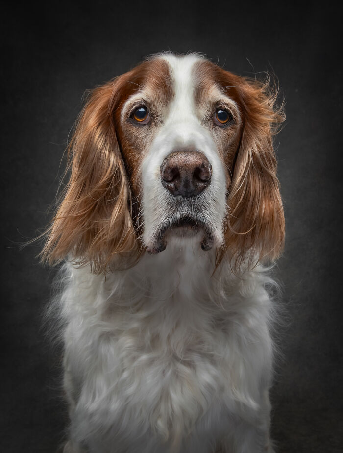 “Who’s Your Doggy”: A Coffee Table Book By This Artist Celebrating Dogs And Their Big Personalities (22 New Pics) “Who’s Your Doggy”: A Coffee Table Book By This Artist Celebrating Dogs And Their Big Personalities (22 New Pics)