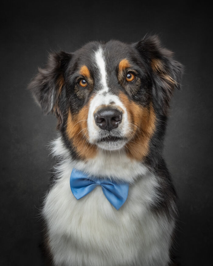“Who’s Your Doggy”: A Coffee Table Book By This Artist Celebrating Dogs And Their Big Personalities (22 New Pics) “Who’s Your Doggy”: A Coffee Table Book By This Artist Celebrating Dogs And Their Big Personalities (22 New Pics)