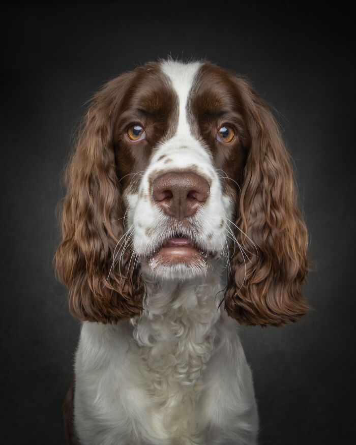 “Who’s Your Doggy”: A Coffee Table Book By This Artist Celebrating Dogs And Their Big Personalities (22 New Pics) “Who’s Your Doggy”: A Coffee Table Book By This Artist Celebrating Dogs And Their Big Personalities (22 New Pics)
