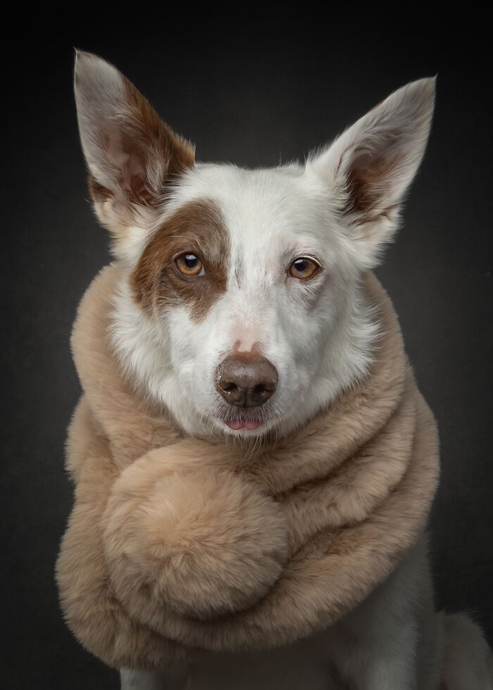 “Who’s Your Doggy”: A Coffee Table Book By This Artist Celebrating Dogs And Their Big Personalities (22 New Pics) “Who’s Your Doggy”: A Coffee Table Book By This Artist Celebrating Dogs And Their Big Personalities (22 New Pics)