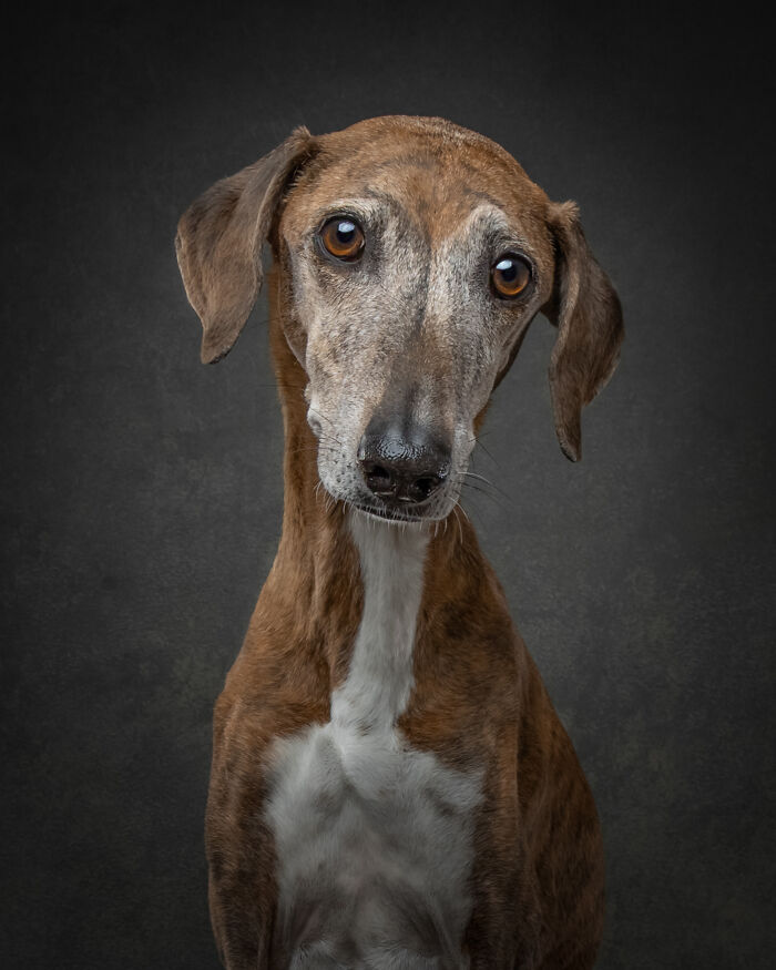 “Who’s Your Doggy”: A Coffee Table Book By This Artist Celebrating Dogs And Their Big Personalities (22 New Pics) “Who’s Your Doggy”: A Coffee Table Book By This Artist Celebrating Dogs And Their Big Personalities (22 New Pics)