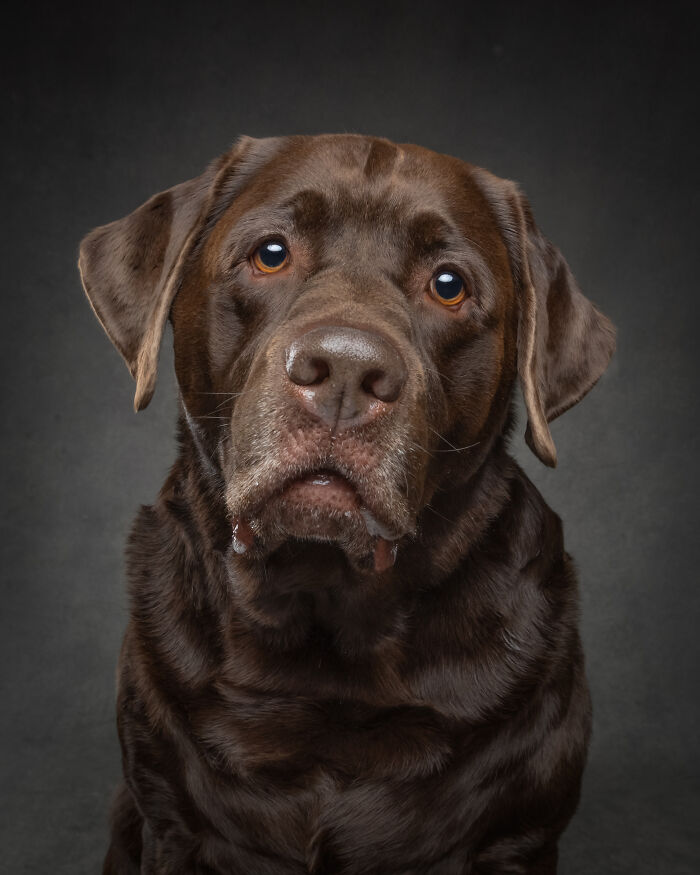 “Who’s Your Doggy”: A Coffee Table Book By This Artist Celebrating Dogs And Their Big Personalities (22 New Pics) “Who’s Your Doggy”: A Coffee Table Book By This Artist Celebrating Dogs And Their Big Personalities (22 New Pics)