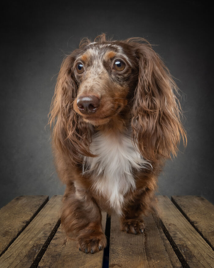 “Who’s Your Doggy”: A Coffee Table Book By This Artist Celebrating Dogs And Their Big Personalities (22 New Pics) “Who’s Your Doggy”: A Coffee Table Book By This Artist Celebrating Dogs And Their Big Personalities (22 New Pics)