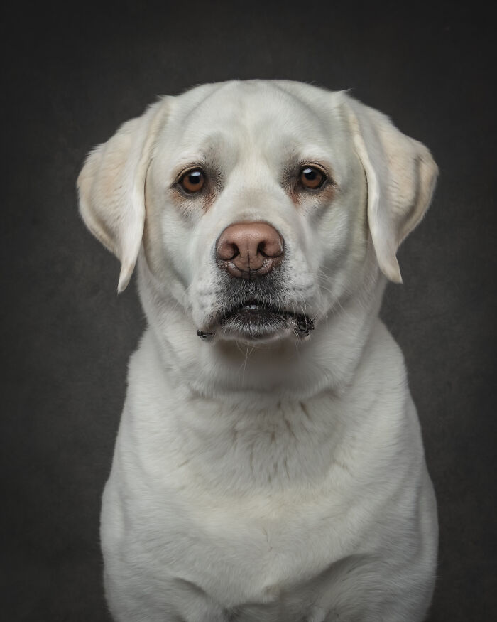 “Who’s Your Doggy”: A Coffee Table Book By This Artist Celebrating Dogs And Their Big Personalities (22 New Pics) “Who’s Your Doggy”: A Coffee Table Book By This Artist Celebrating Dogs And Their Big Personalities (22 New Pics)