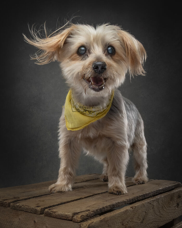 “Who’s Your Doggy”: A Coffee Table Book By This Artist Celebrating Dogs And Their Big Personalities (22 New Pics) “Who’s Your Doggy”: A Coffee Table Book By This Artist Celebrating Dogs And Their Big Personalities (22 New Pics)