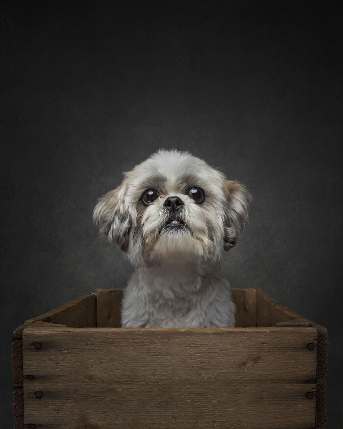 “Who’s Your Doggy”: A Coffee Table Book By This Artist Celebrating Dogs And Their Big Personalities (22 New Pics) “Who’s Your Doggy”: A Coffee Table Book By This Artist Celebrating Dogs And Their Big Personalities (22 New Pics)