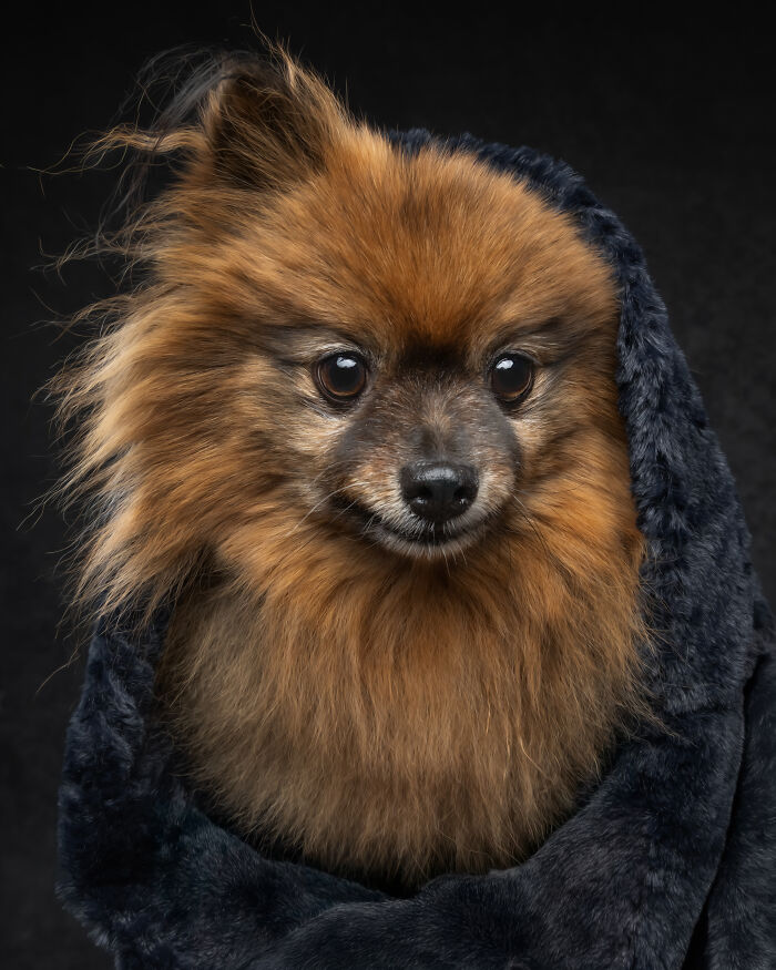 “Who’s Your Doggy”: A Coffee Table Book By This Artist Celebrating Dogs And Their Big Personalities (22 New Pics) “Who’s Your Doggy”: A Coffee Table Book By This Artist Celebrating Dogs And Their Big Personalities (22 New Pics)