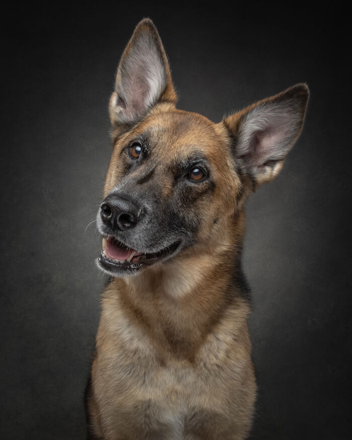 “Who’s Your Doggy”: A Coffee Table Book By This Artist Celebrating Dogs And Their Big Personalities (22 New Pics) “Who’s Your Doggy”: A Coffee Table Book By This Artist Celebrating Dogs And Their Big Personalities (22 New Pics)