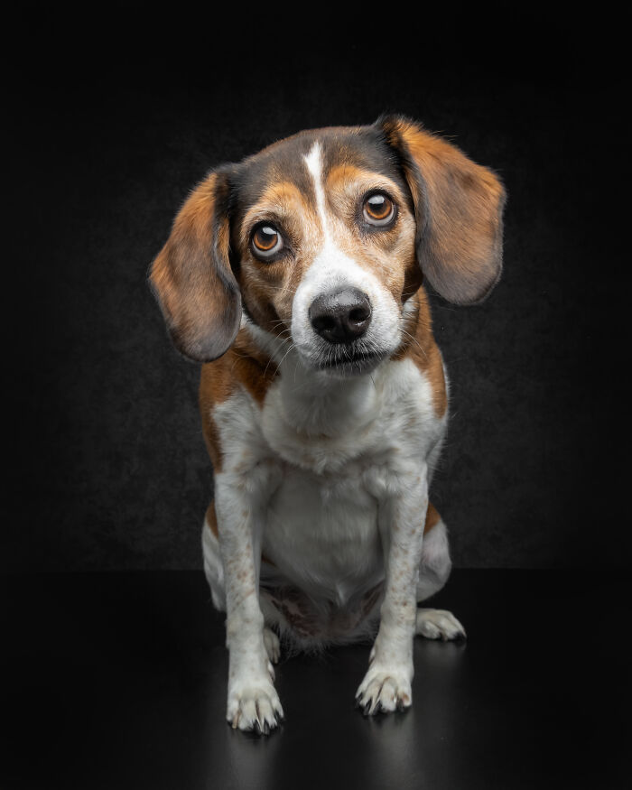 “Who’s Your Doggy”: A Coffee Table Book By This Artist Celebrating Dogs And Their Big Personalities (22 New Pics) “Who’s Your Doggy”: A Coffee Table Book By This Artist Celebrating Dogs And Their Big Personalities (22 New Pics)