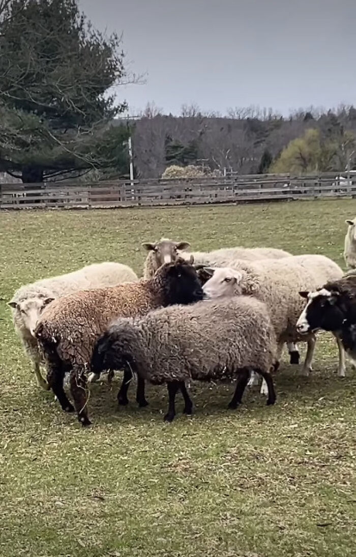 “Welcome To A New Life, Nicole”: Rescued Sheep Meets Herd In Heartwarming Animal Rescue Moment “Welcome To A New Life, Nicole”: Rescued Sheep Meets Herd In Heartwarming Animal Rescue Moment