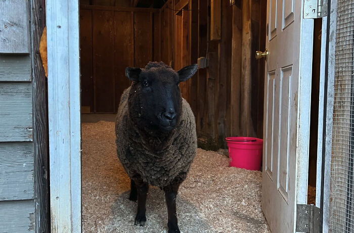 “Welcome To A New Life, Nicole”: Rescued Sheep Meets Herd In Heartwarming Animal Rescue Moment “Welcome To A New Life, Nicole”: Rescued Sheep Meets Herd In Heartwarming Animal Rescue Moment