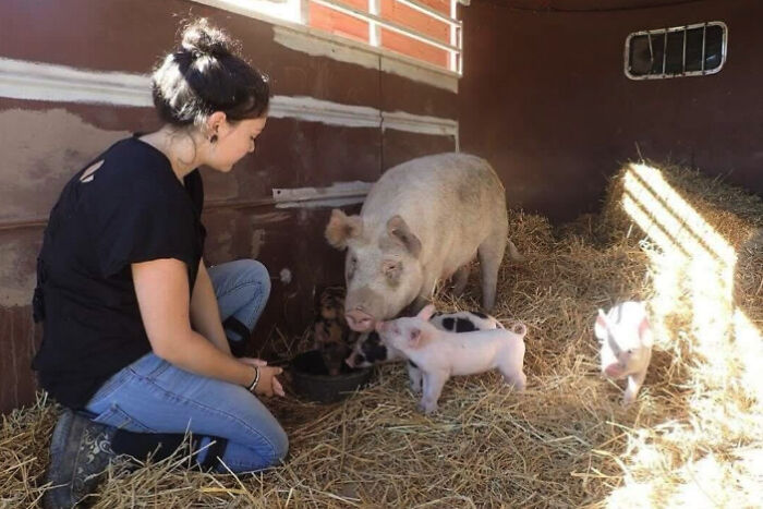 “Welcome To A New Life, Nicole”: Rescued Sheep Meets Herd In Heartwarming Animal Rescue Moment “Welcome To A New Life, Nicole”: Rescued Sheep Meets Herd In Heartwarming Animal Rescue Moment