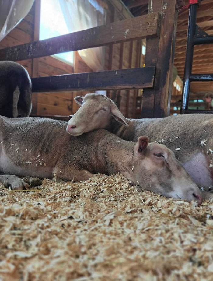 “Welcome To A New Life, Nicole”: Rescued Sheep Meets Herd In Heartwarming Animal Rescue Moment “Welcome To A New Life, Nicole”: Rescued Sheep Meets Herd In Heartwarming Animal Rescue Moment