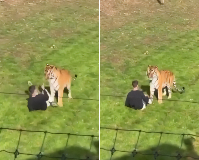 Witness At UK Wildlife Park Describes Horrifying Moment She Watched Former Child Actor Climb Into Tiger Enclosure Witness At UK Wildlife Park Describes Horrifying Moment She Watched Former Child Actor Climb Into Tiger Enclosure