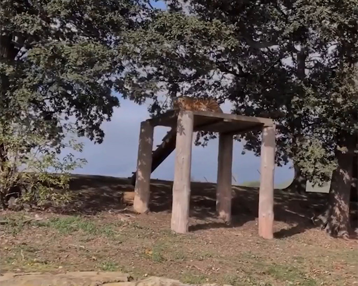 Witness At UK Wildlife Park Describes Horrifying Moment She Watched Former Child Actor Climb Into Tiger Enclosure Witness At UK Wildlife Park Describes Horrifying Moment She Watched Former Child Actor Climb Into Tiger Enclosure