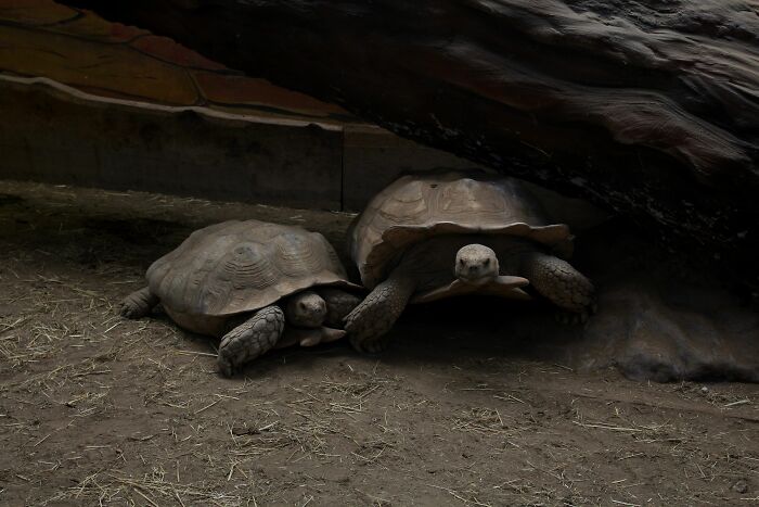 Giant Tortoises On This Remote Atoll Now Outnumber The Human Population Of Seychelles Giant Tortoises On This Remote Atoll Now Outnumber The Human Population Of Seychelles