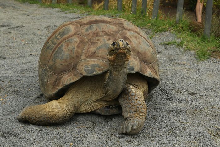Giant Tortoises On This Remote Atoll Now Outnumber The Human Population Of Seychelles Giant Tortoises On This Remote Atoll Now Outnumber The Human Population Of Seychelles