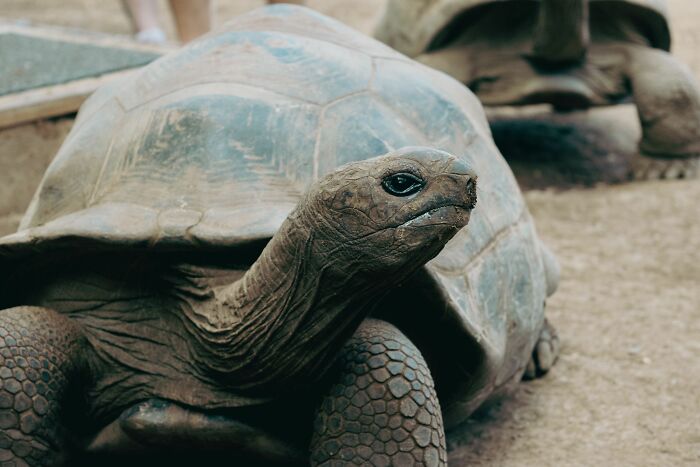 Giant Tortoises On This Remote Atoll Now Outnumber The Human Population Of Seychelles Giant Tortoises On This Remote Atoll Now Outnumber The Human Population Of Seychelles