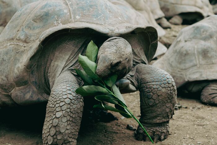 Giant Tortoises On This Remote Atoll Now Outnumber The Human Population Of Seychelles Giant Tortoises On This Remote Atoll Now Outnumber The Human Population Of Seychelles