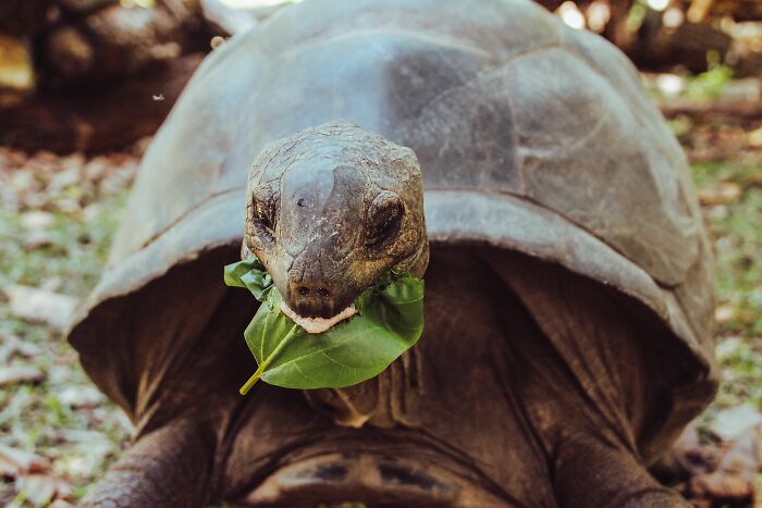 Giant Tortoises On This Remote Atoll Now Outnumber The Human Population Of Seychelles Giant Tortoises On This Remote Atoll Now Outnumber The Human Population Of Seychelles