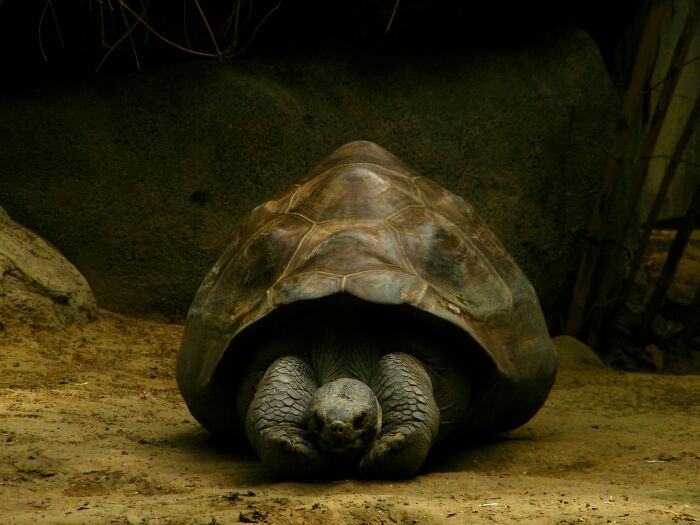 Giant Tortoises On This Remote Atoll Now Outnumber The Human Population Of Seychelles Giant Tortoises On This Remote Atoll Now Outnumber The Human Population Of Seychelles