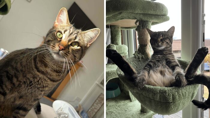 77 Cat Owners Share Their Pets’ Most Majestic Photos Next To Their Least Flattering, And It’s Hilarious 77 Cat Owners Share Their Pets’ Most Majestic Photos Next To Their Least Flattering, And It’s Hilarious