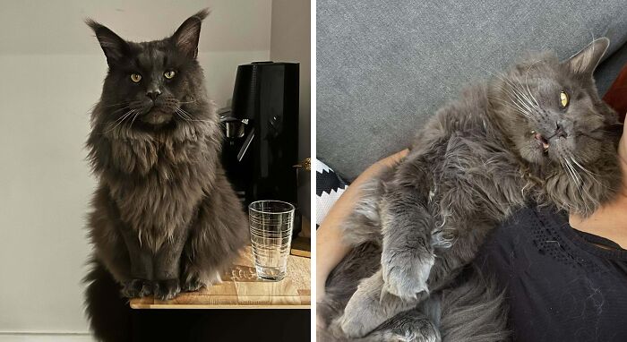 77 Cat Owners Share Their Pets’ Most Majestic Photos Next To Their Least Flattering, And It’s Hilarious 77 Cat Owners Share Their Pets’ Most Majestic Photos Next To Their Least Flattering, And It’s Hilarious