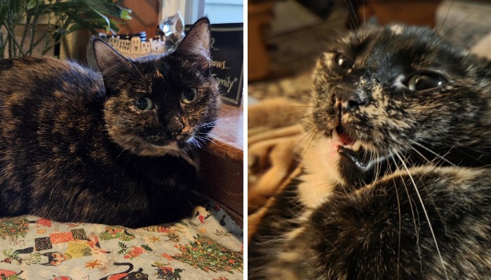 77 Cat Owners Share Their Pets’ Most Majestic Photos Next To Their Least Flattering, And It’s Hilarious 77 Cat Owners Share Their Pets’ Most Majestic Photos Next To Their Least Flattering, And It’s Hilarious