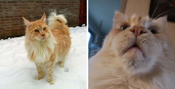 77 Cat Owners Share Their Pets’ Most Majestic Photos Next To Their Least Flattering, And It’s Hilarious 77 Cat Owners Share Their Pets’ Most Majestic Photos Next To Their Least Flattering, And It’s Hilarious