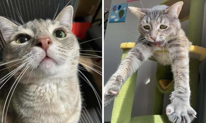 77 Cat Owners Share Their Pets’ Most Majestic Photos Next To Their Least Flattering, And It’s Hilarious 77 Cat Owners Share Their Pets’ Most Majestic Photos Next To Their Least Flattering, And It’s Hilarious