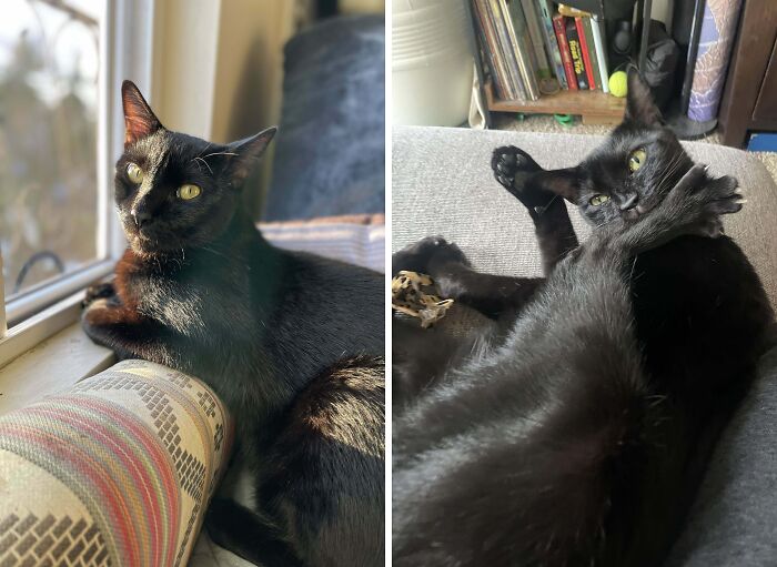 77 Cat Owners Share Their Pets’ Most Majestic Photos Next To Their Least Flattering, And It’s Hilarious 77 Cat Owners Share Their Pets’ Most Majestic Photos Next To Their Least Flattering, And It’s Hilarious