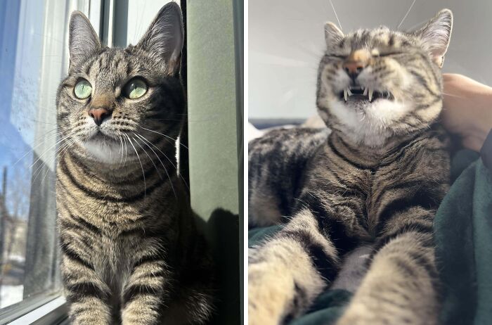77 Cat Owners Share Their Pets’ Most Majestic Photos Next To Their Least Flattering, And It’s Hilarious 77 Cat Owners Share Their Pets’ Most Majestic Photos Next To Their Least Flattering, And It’s Hilarious